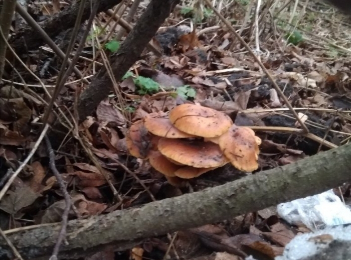 В начале января в Рязани растут грибы